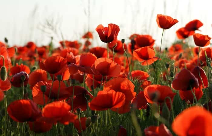 campos de flores campos de flores