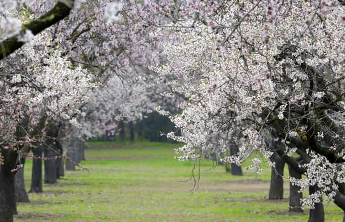 campos de flores campos de flores