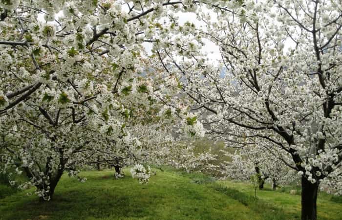 campos de flores campos de flores