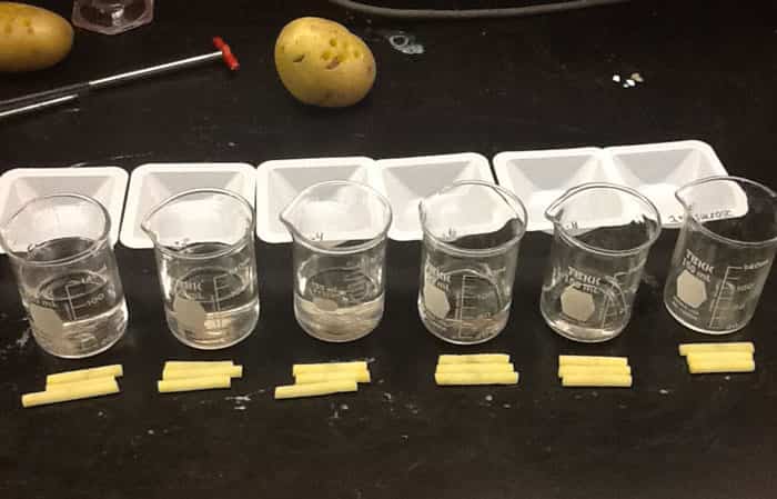 experimentos con plantas