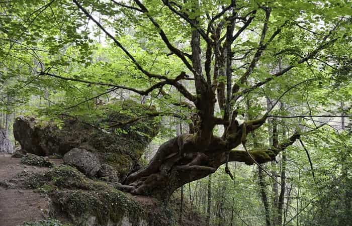 Puentes increíbles en rutas de senderismo por desfiladeros y cañones Puentes increíbles en rutas de senderismo por desfiladeros y cañones