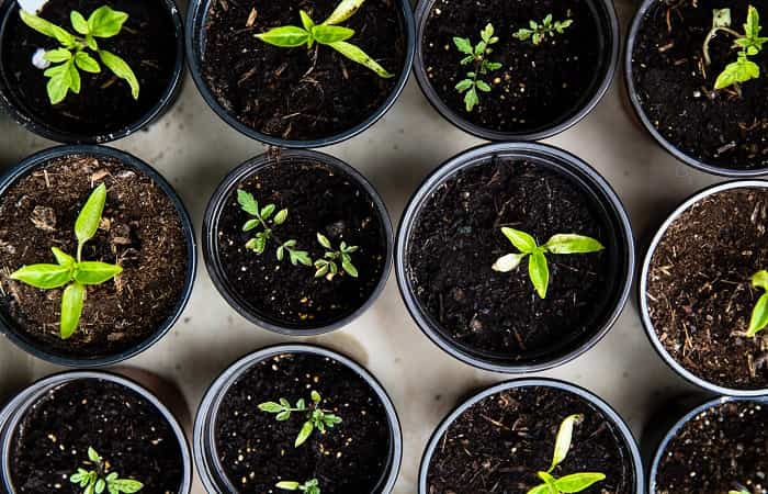 Ideas para mantener a los niños entretenidos mientras trabajamos desde casa: Semillas Mantener a los niños entretenidos plantando semillas