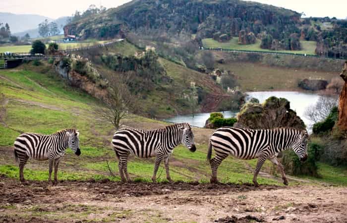 En e Parque de la Naturaleza de Cabárceno hay que extremar precauciones, puesto que los animales son salvajes Parque de la Naturaleza de Cabárceno