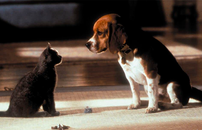 fotograma de Como perros y gatos Como perros y gatos