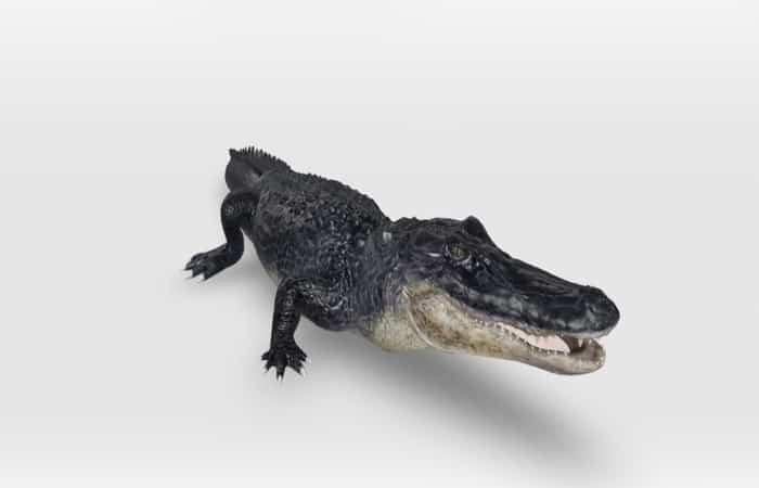 animales de realidad aumentada