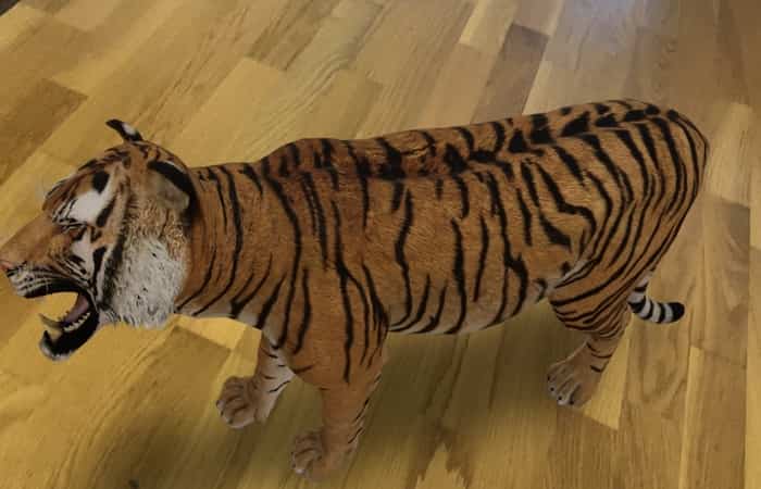 Animales de realidad aumentada
