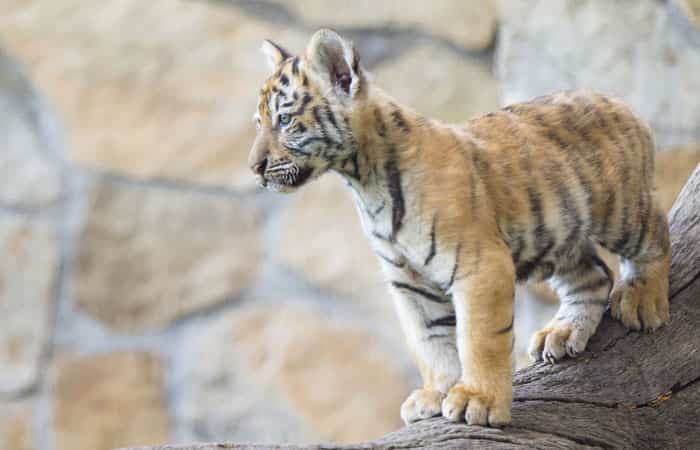 Tigre en Aldea del Fresno Safari en familia