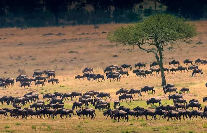 Animales en un safari africano Safari en familia