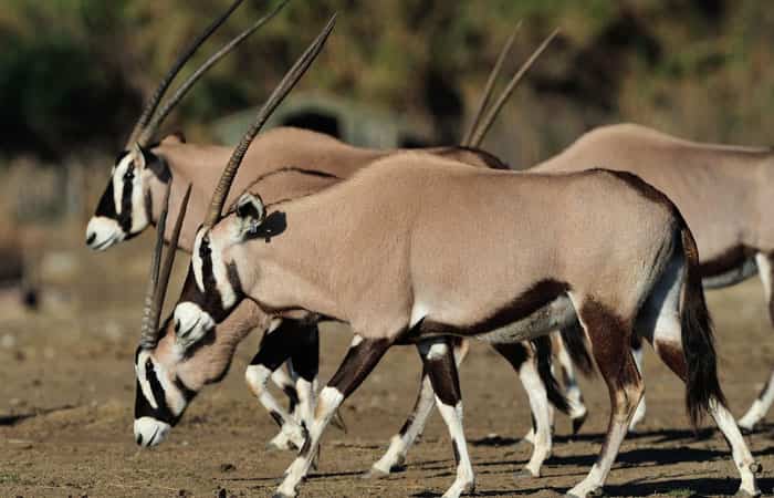 Oryx en un safari de Francia Safari en familia