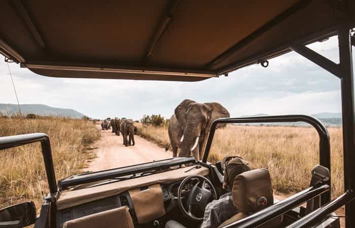 Elefantes en un safari de África