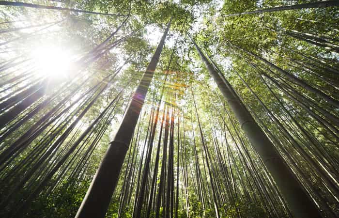 Bosque de bambu Japon Paisajes extraordinarios