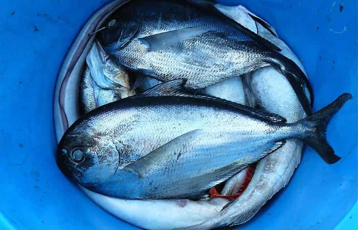 Colesterol-Pescado Pescado azul para controlar el colesterol