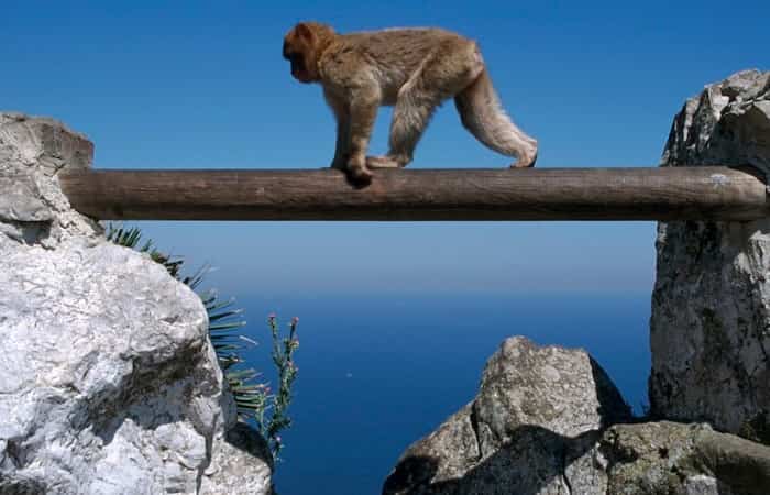 Ape's Den, Gibraltar Gibraltar