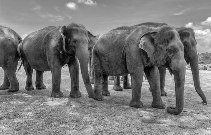 Safari de elefantes Safari de elefantes | Fuente: Unsplash