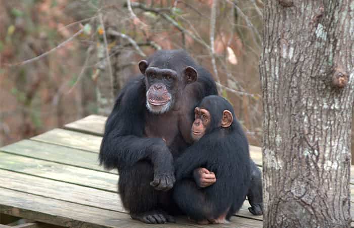 santuario-de-chimpances series disney+: Santuario de chimpancés
