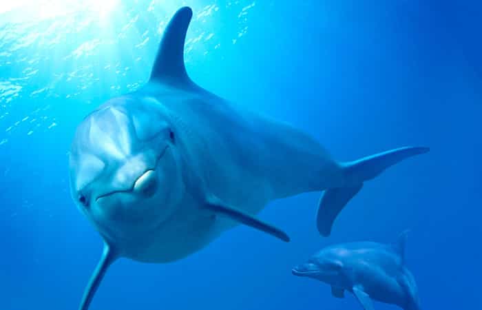 series disney+ delfines series disney+