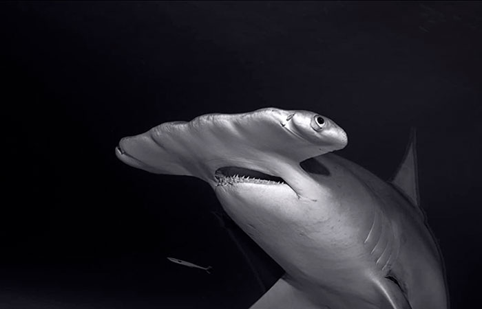 tiburón-martillo-gigante series disney+