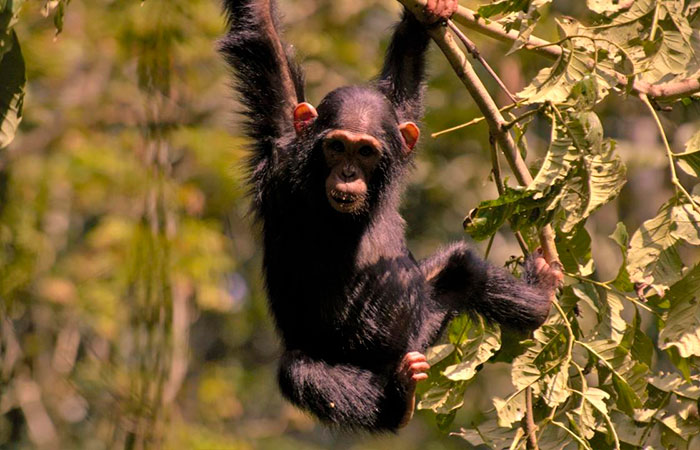 wild-uganda series disney+