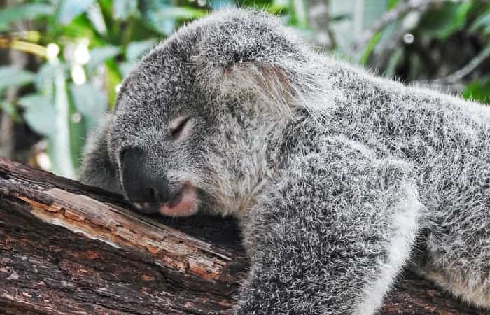 Los australianos quieren proteger a sus koalas Australia con niños: koalas