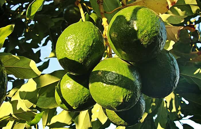 Lipidos-Aguacate Lípidos monoinsaturados