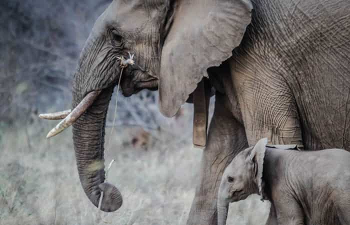 Protección de los elefantes Elefante con su cría