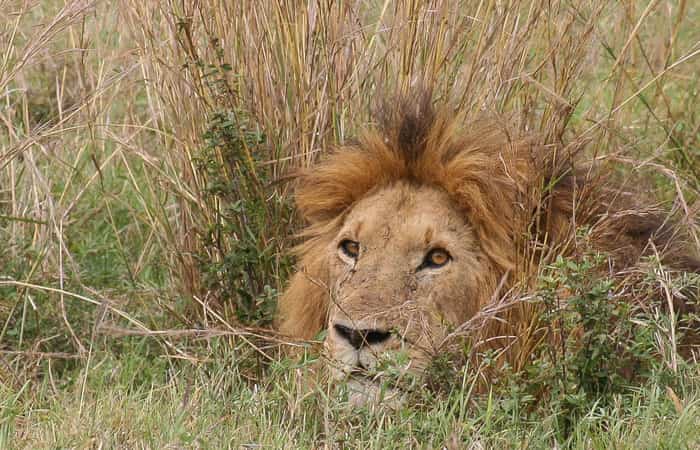 El león, uno de los cinco grandes que se pueden ver en África Un león en la sabana