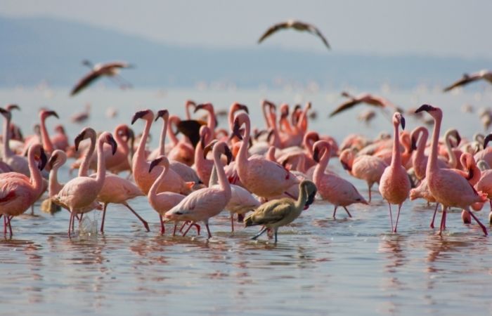 los flamencos que van al lago Nakuru, un gran atractivo del viaje a Kenia con niños Kenia con niños: flamencos en el lago Nakuru