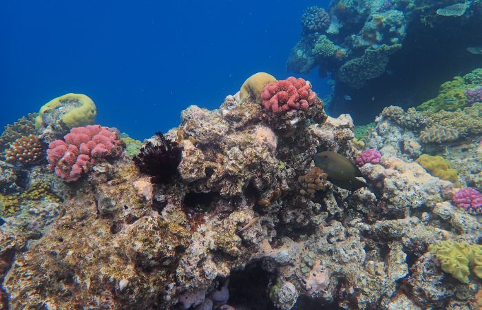 Fondo marino en Queensland: gran barrera de coral Gran barrera de coral de Queensland: Australia con niños
