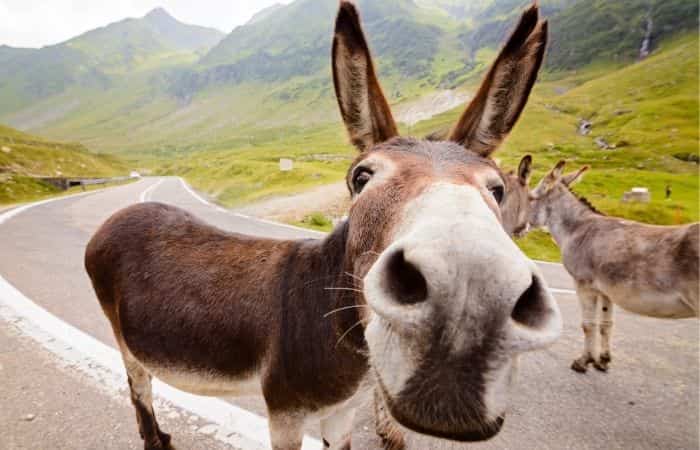 Burro tiene varias acepciones, entre ellas la que alude al animal Burro, animal cuadrúpedo