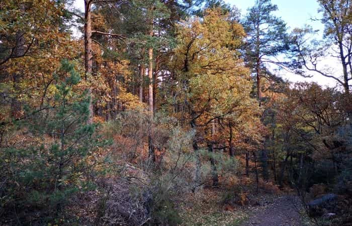 Chorrera de Mojonavalle en Canencia, Madrid