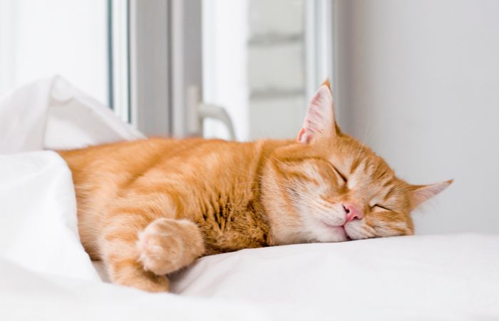 ejemplos de palabras polisémicas: gato ejemplos de palabras polisémicas: gato