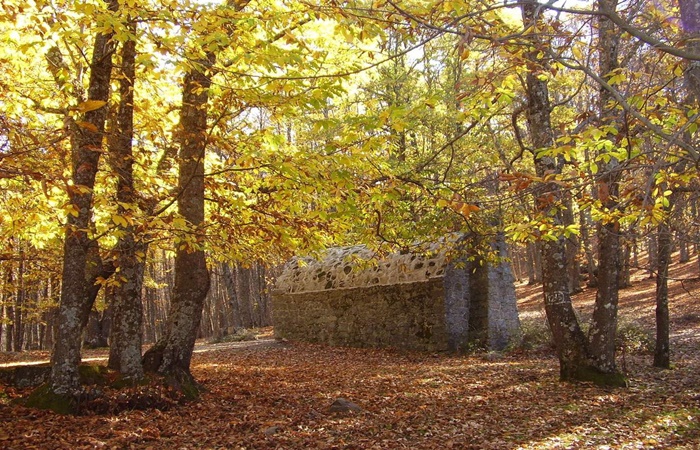 Castañar de El Tiemblo, Ávila Castañar de El Tiemblo