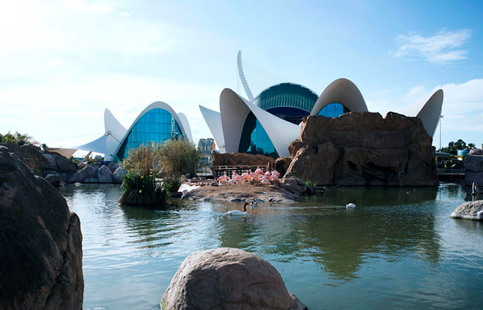 Navidad Bajo el Mar en el Oceanogràfic de Valencia