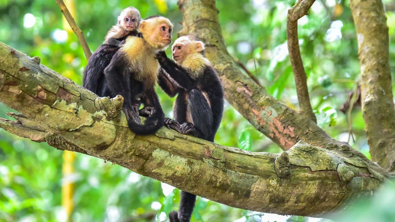 Reserva natural Cabo Blanco rutas de senderismo en costa rica