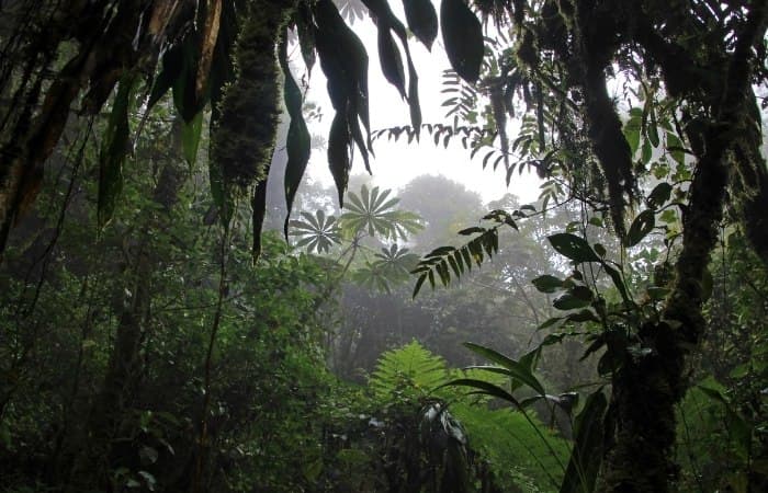 Bosque Nuboso Monteverde, Costa Rica rutas de senderismo en costa rica