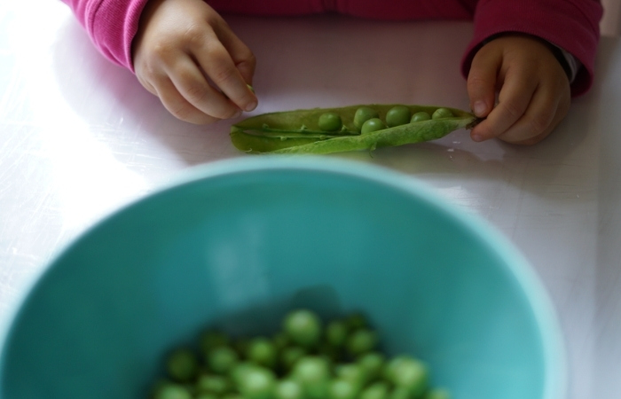 Niño desgranando guisantes Familiarizar a los niños con las verduras a través del juego