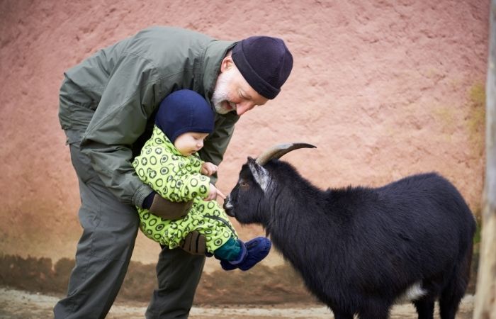 Ver animales Cosas para hacer con nuestros nietos