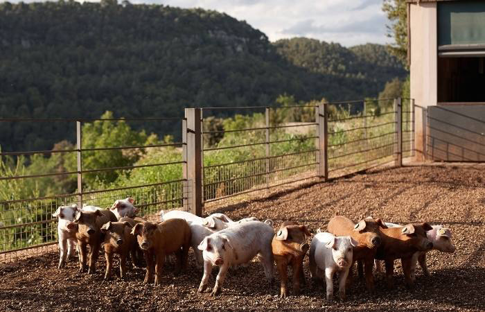 Visita la Ecogranja Salgot con tu familia en el corazón del Montseny, Barcelona