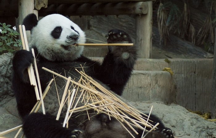 Los osos panda, en riesgo de extinción Oso panda, especie amenazada