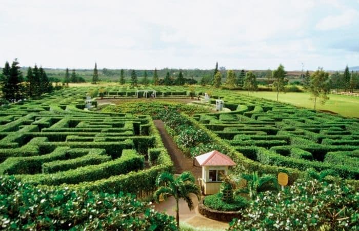 Laberinto de la plantación Dole Dole Plantation