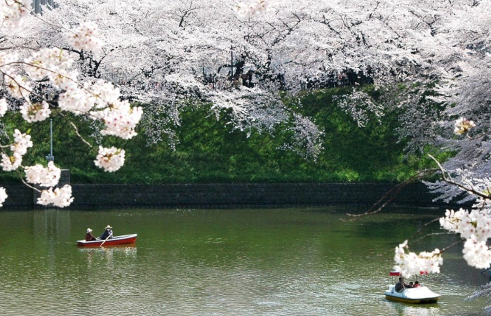 Cerezos en flor Curiosidades de Japón: cuando florecen los cerezos