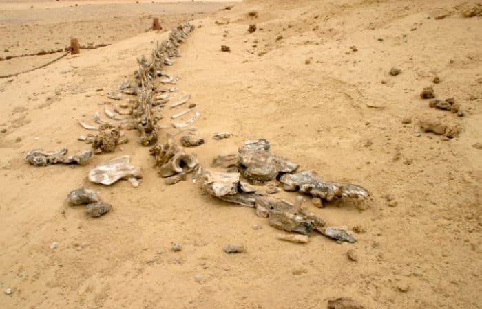 El Valle de las Ballenas, un cementerio fósil de ballenas en el desierto Curiosidades del desierto del Sáhara