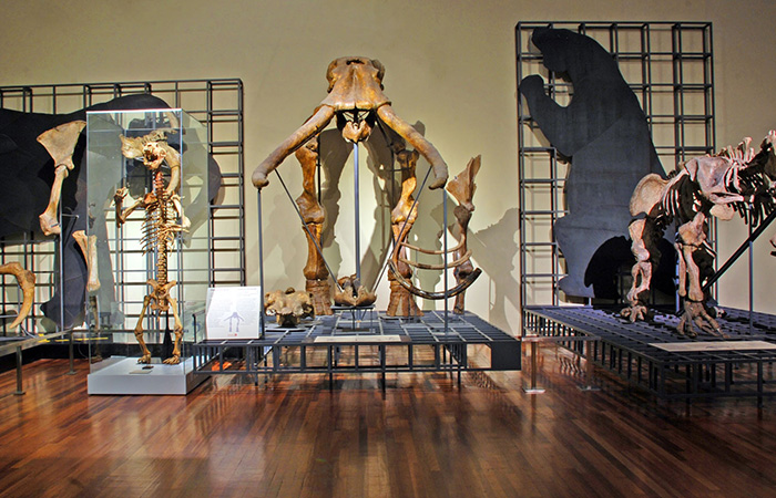 Museos gratis de Madrid: Museo Nacional de Ciencias Naturales