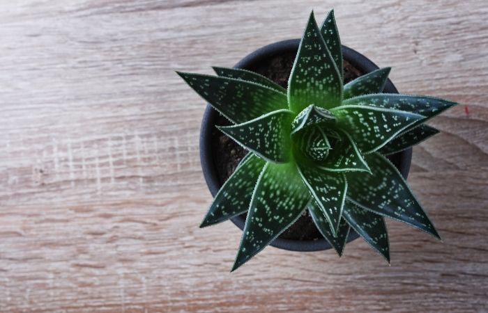 Aloe vera: decorativo y medicinal Aloe vera. Plantas de interior