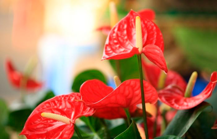 Anturio de grandes flores rojas Anturio, planta