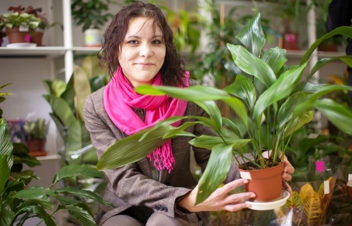 aspidistra plantas de interior