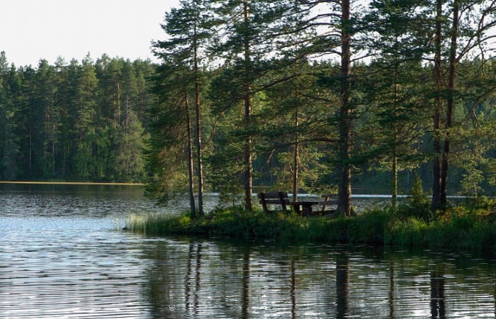 Finlandia, país de bosques y lagos Bosque junto a un lago. Curiosidades de finlandia