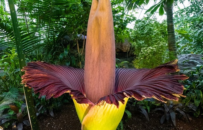 La flor cadáver, bunga bangkai, la más apestosa curiosidades de indonesia: flora