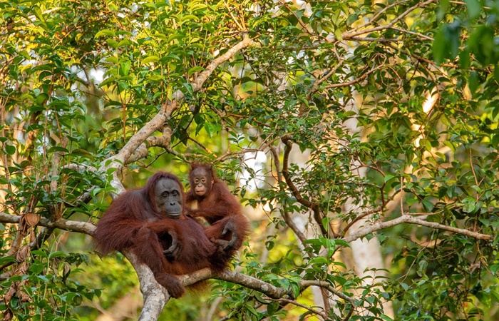orangután de Borneo, especie autóctona Curiosidades de indonesia: biodiversidad