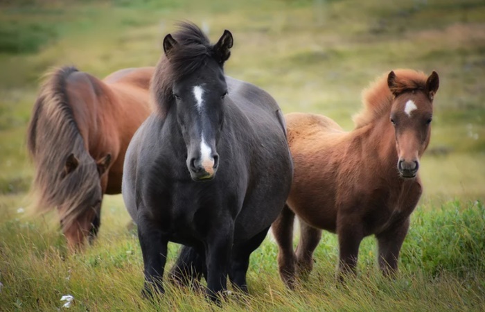 caballos islandeses, una raza muy pura Caballos islandeses